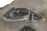 Double Metacanthina Trilobite Specimen - Lghaft, Morocco #186712-7